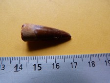 Petite Dent de Spinosaure - du Kem Kem crétacé Maroc 2 cm