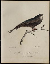 1830 - Martinet noir - Lithographie ancienne d'oiseau (Ornithologie) couleurs