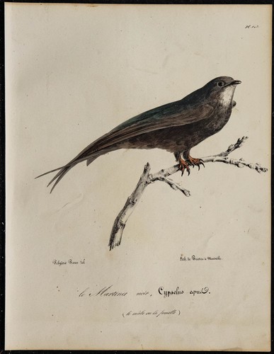 1830 martinet noir - -,