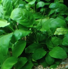 PLANTE AQUARIUM ( Lot de 90 ) Faciles pour Débutants - Aquariophilie Poissons