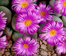 Conophytum wettsteinii -