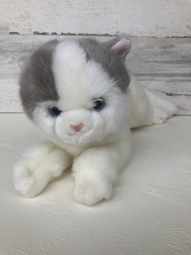 Mate british shorthair cat - cu-mate,