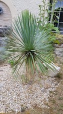 Yucca rostrata godet - yucca,