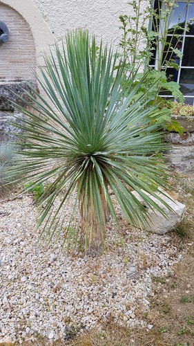 Yucca rostrata godet - yucca,