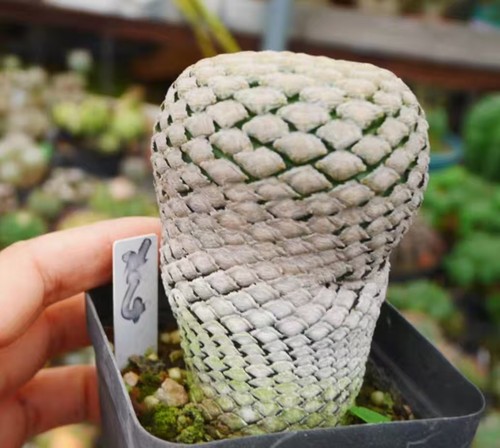 Sale rare cacti euphorbia - sale,