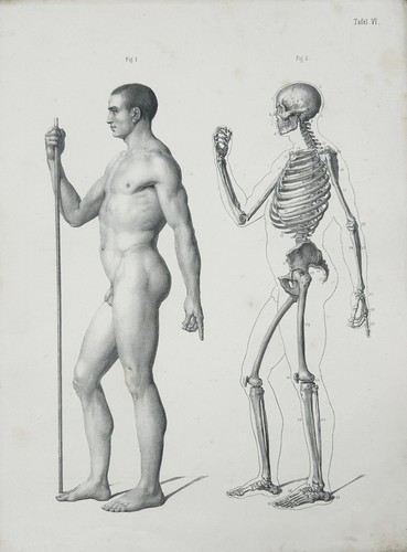 Lithographie anatomie - lithographie, nu