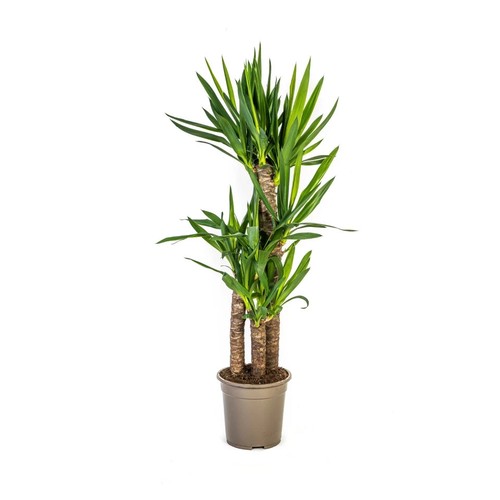 Yucca elephantipes palmier - elephantipes,