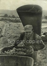 RIQUEWIHR vendanges vers 1950
