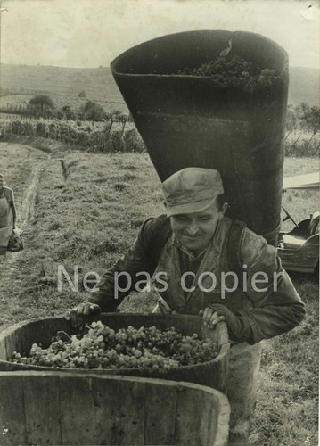Riquewihr vendanges vers 1950 - riquewihr,
