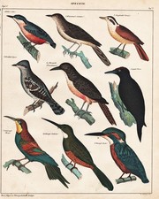 Martin-Pêcheur Kingfisher Pic Woodpecker Oiseaux Oiseau Lithographie Oken 1830