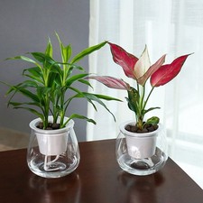 Pot de fleurs transparent