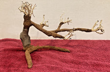 racine mangrove araignée