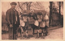 CP TYPES BASQUES ATTELAGE BOEUFS - 83215