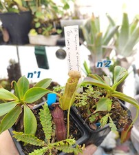 Nepenthes (sanguinea x ramispina) X (lowii x campanulata) SeedGrowns [see bellow