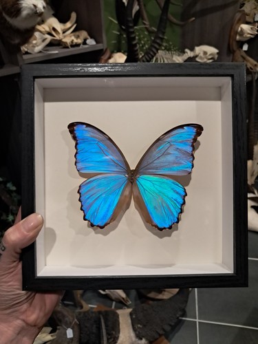 Papillon morpho didius - papillon,