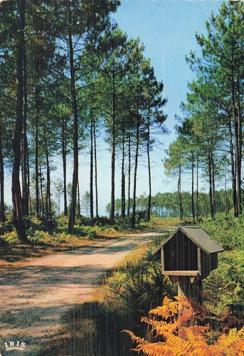 Dans les landes niche - 40, a