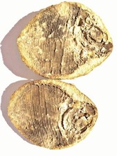 Poisson fossil Ecrinesomus