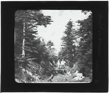 Forêt du Brouis, Var, photo ancienne plaque de verre, positif 8,5x10 cm