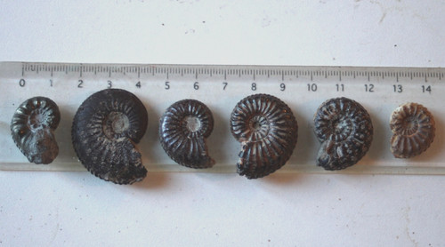 Lot ammonites du - de, 6