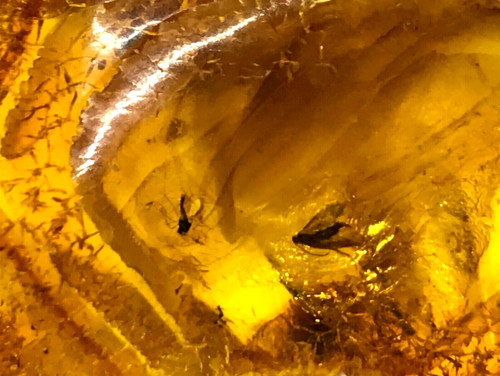 Piece ambre insectes - piece, 2