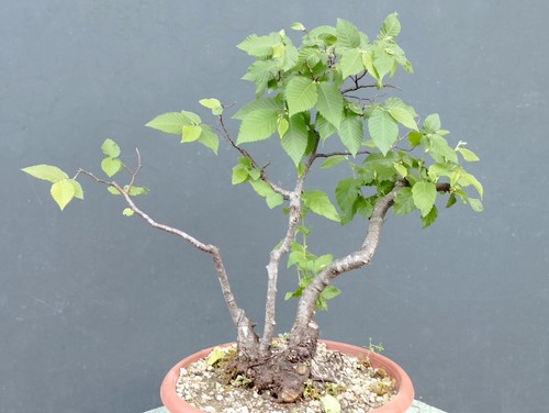Bonsaï carpin blanc 10 - blanc,