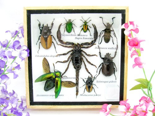 Insectes exotiques réel - 3d,