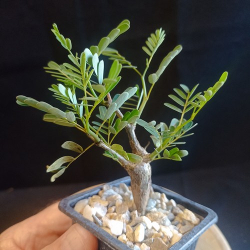 Senna meridionalis caudex - meridionalis,,