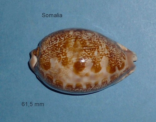 Cypraea mappa geographica - cypraea,