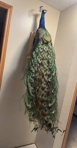 Beautiful peacock taxidermy - beautiful,