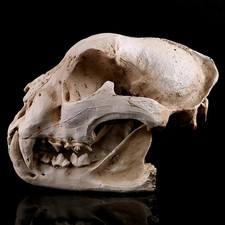 1 PC Réaliste Chien Crâne