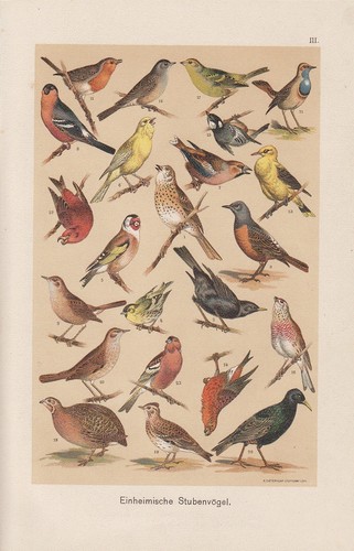 Oiseaux chanteurs pirol grive - oiseaux,