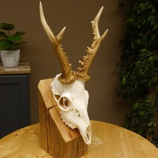 Bois de Cervidés Chevreuil