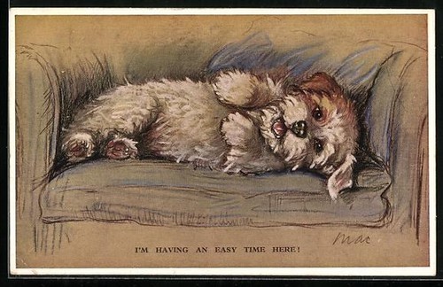 Terrier est confortable - sur, un