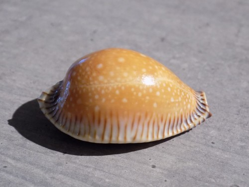 Coquillage new cypraea - new,