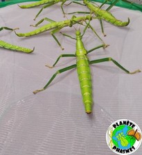 Diapherodes gigantea eggs x60