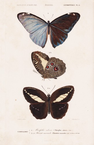 Morpho adonis papillon gravure - adonis,