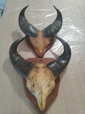 taxidermie massacre de buffle ancien empaillé cabinet de curiosité animaux décor