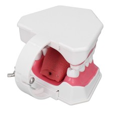 Modèle Enseignement Dentaire