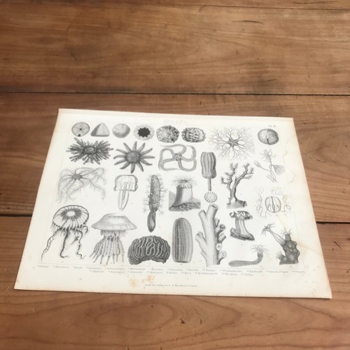 Gravure 19eme siècle - gravure, n793