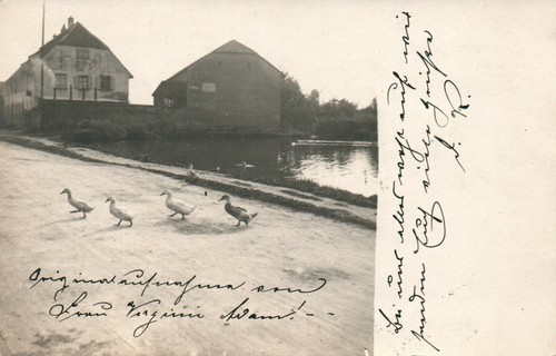 Carte postale oies en - carte, *