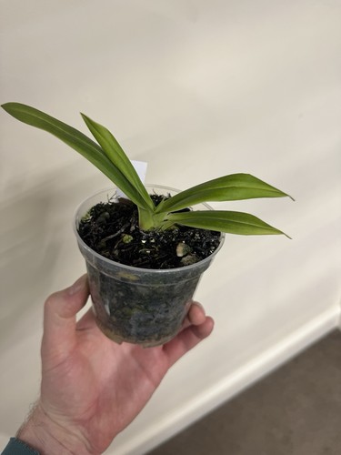 Phragmipedium twilight touch - phragmipedium,