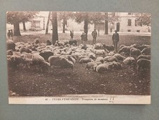CPA, Troupeau de Moutons Pyrénéens