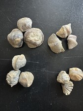 brachiopodes-fossils de Atrypa（lot de 12P）l'Ordovicien (444 millions d'années)