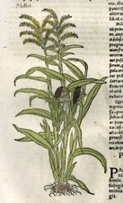 Gravure estampe illustration ancienne CÉRÉALE LE PLANT DE MAÏS, LE MILLET