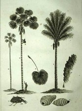 LE PALMIER CHOU ou PALMISTE ET