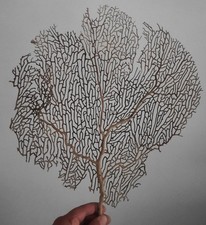 curiosité , taxidermie : superbe gorgone Marron #38