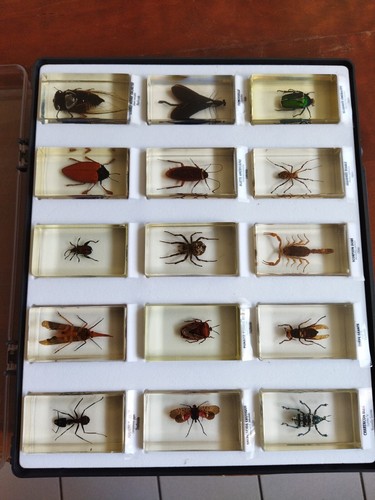 Coffret insectes - 15,