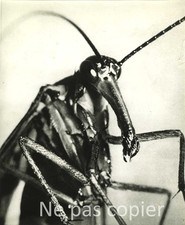 MOUCHE SCORPION vers 1950