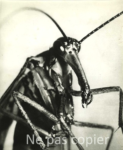 Mouche scorpion vers 1950 - vers,