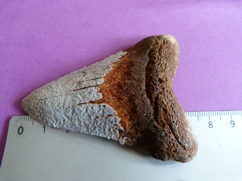 Dent fossile requin - fossile, otodus